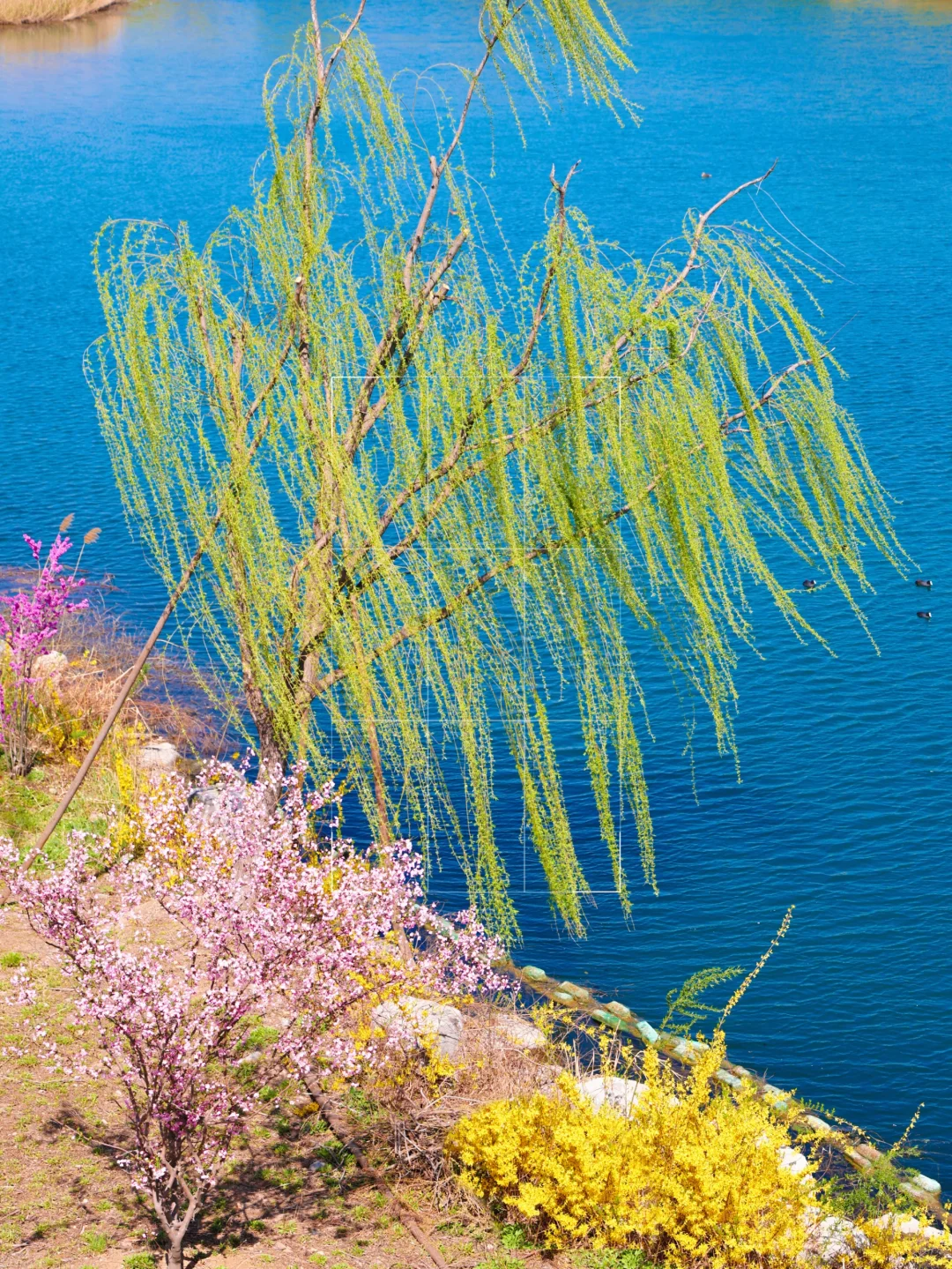 天津出发🚅1.5h直达诗词里的春天