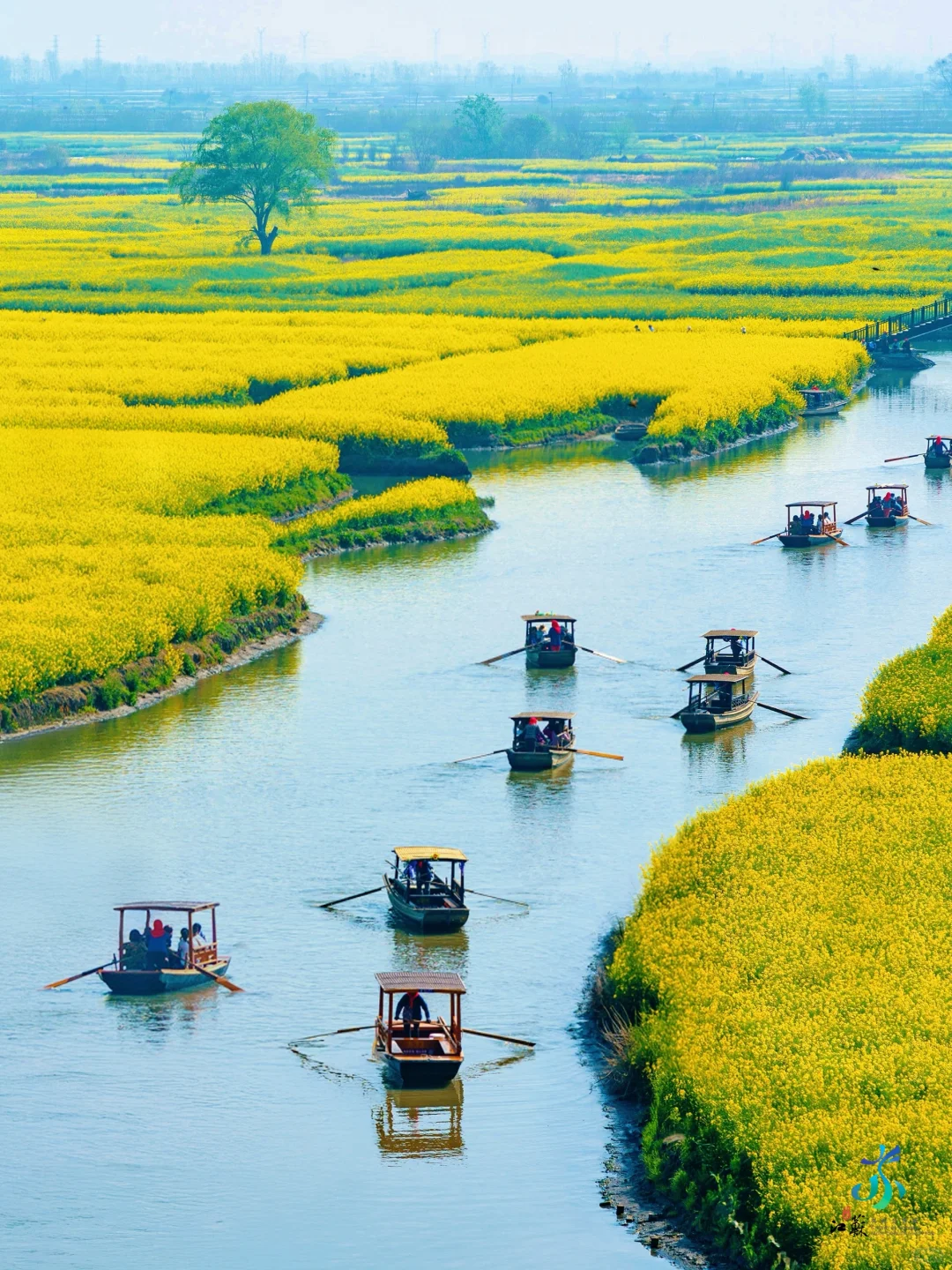 被《国家地理》评为最美的水上花海🌼有多绝👍
