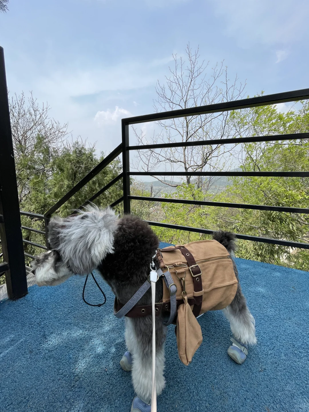 带着小狗去旅行