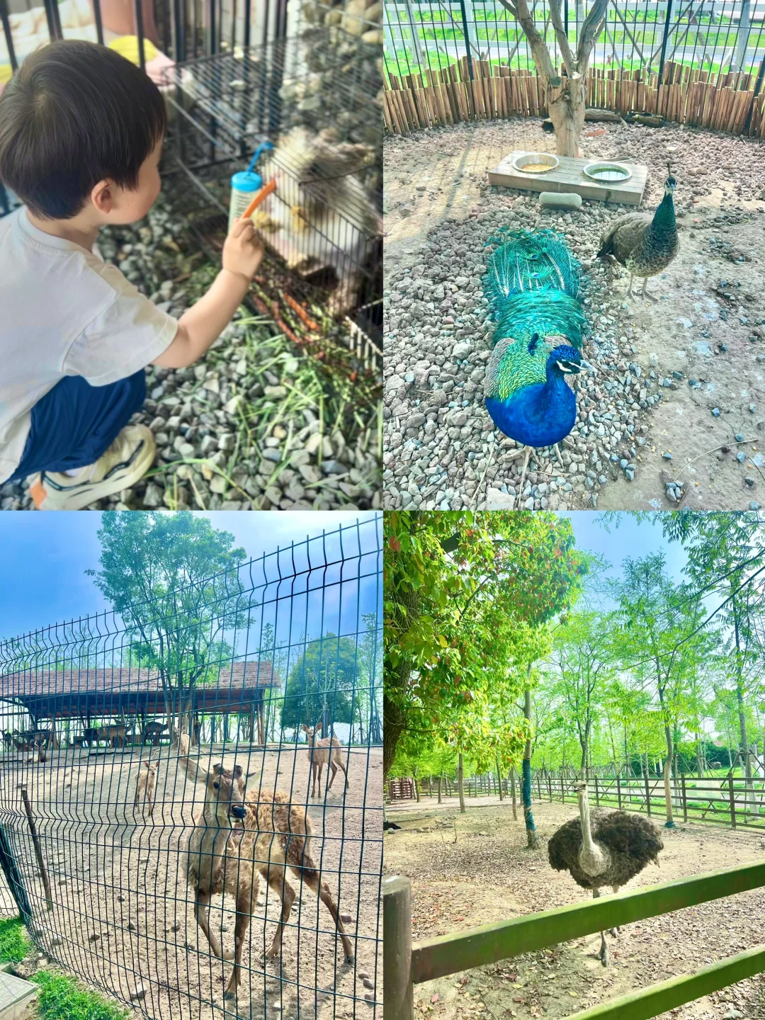 上海🚘1h 嘉兴两日游 撸宠游湖玩乐园卡丁车