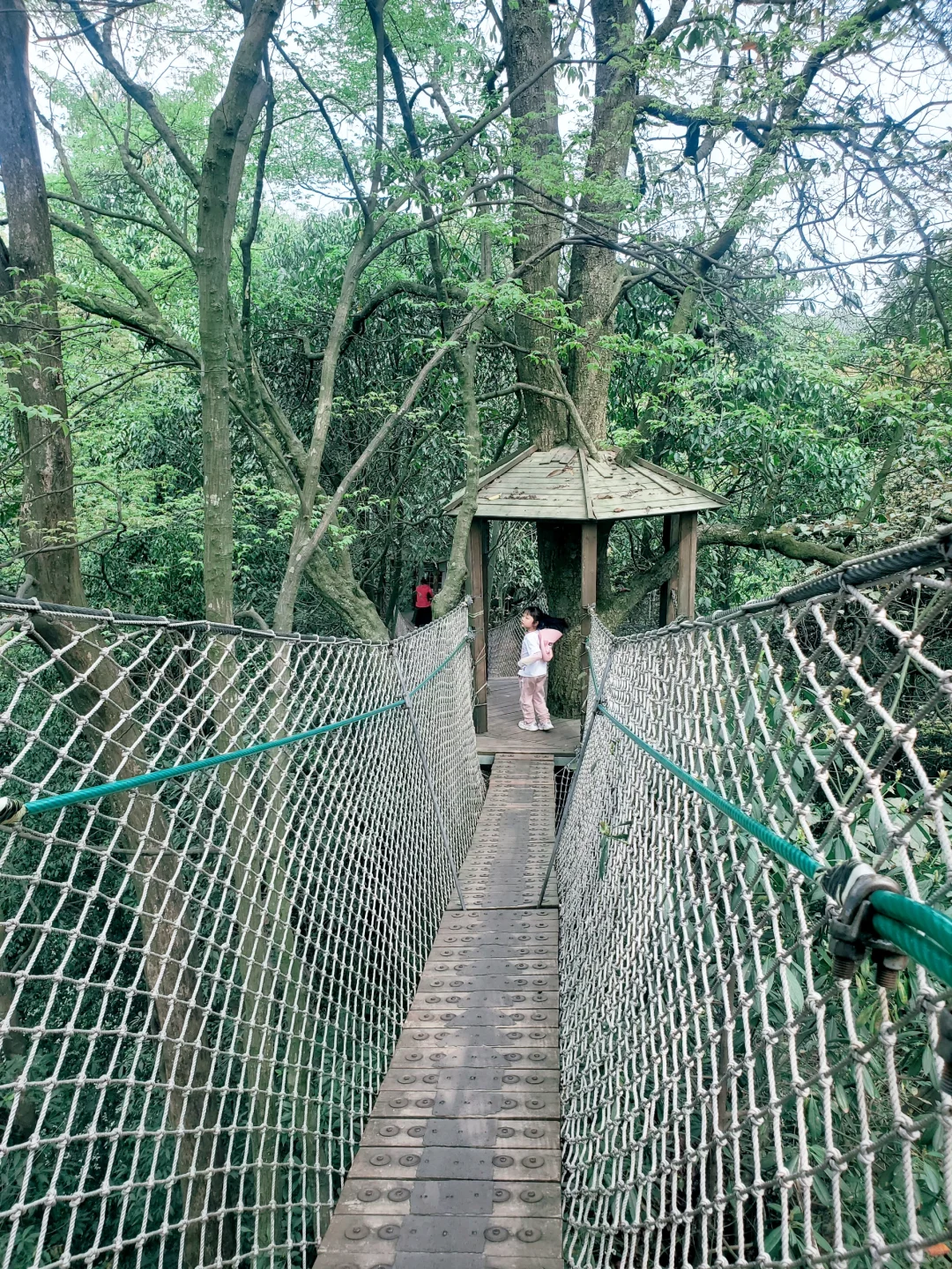 刚回来❗蒙顶山采茶徒步，亲子奖牌拿下‼️