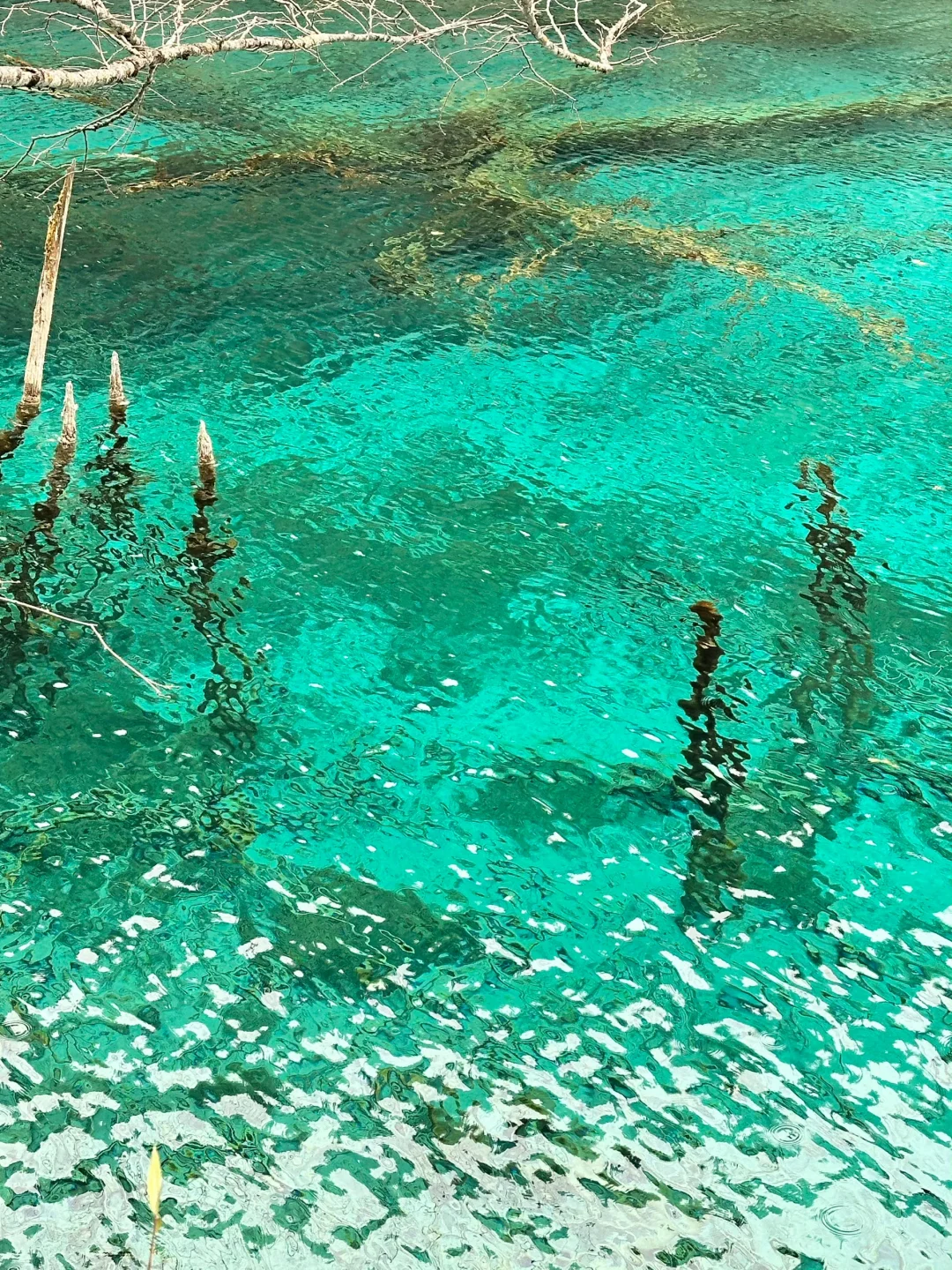 4.9📍九寨沟live实况直出…大自然的调色盘🎨