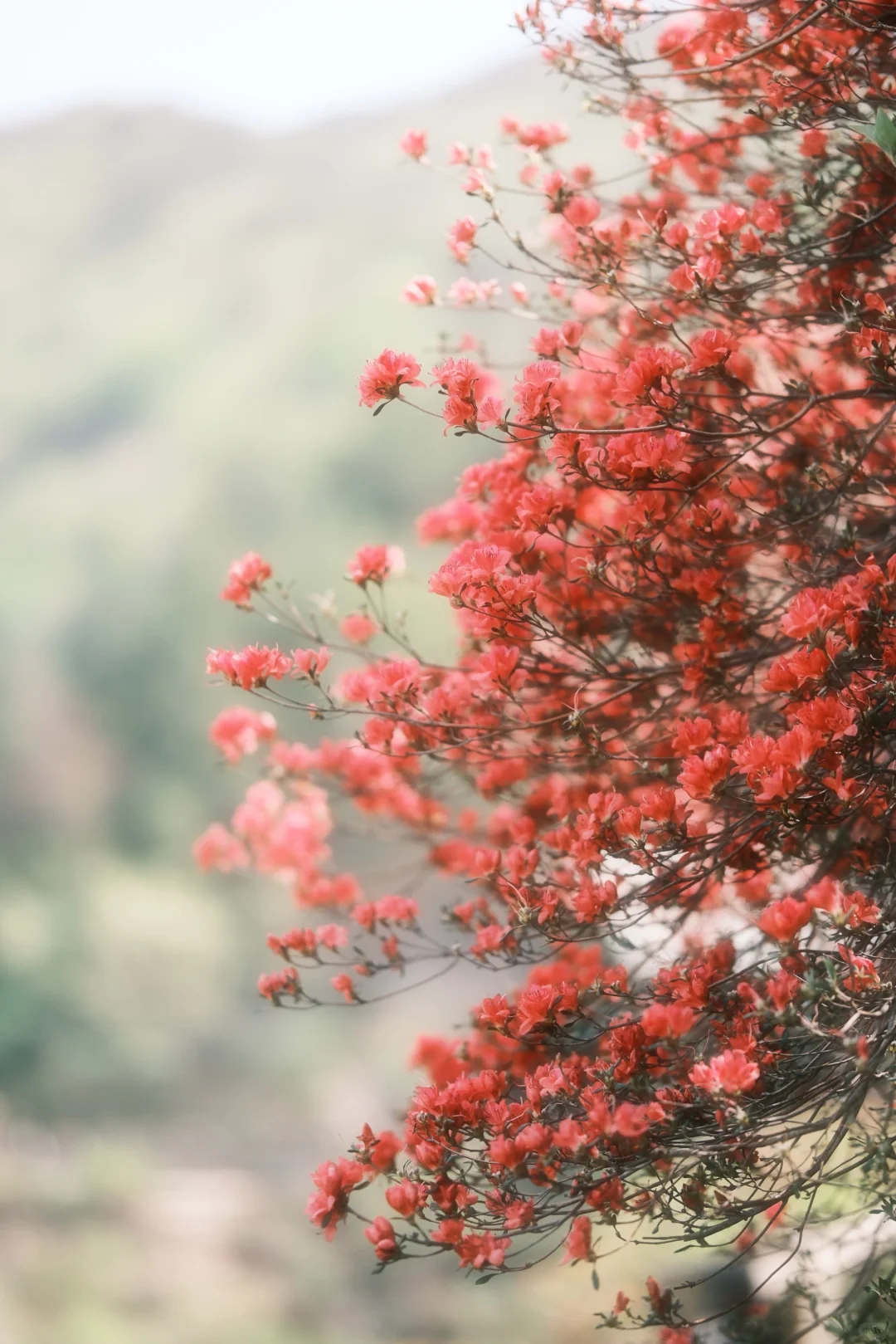 木兰山巅的粉墨江湖｜云雾山杜鹃花