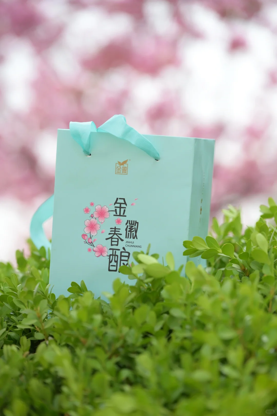 在陇南｜赏樱🌸品酿～