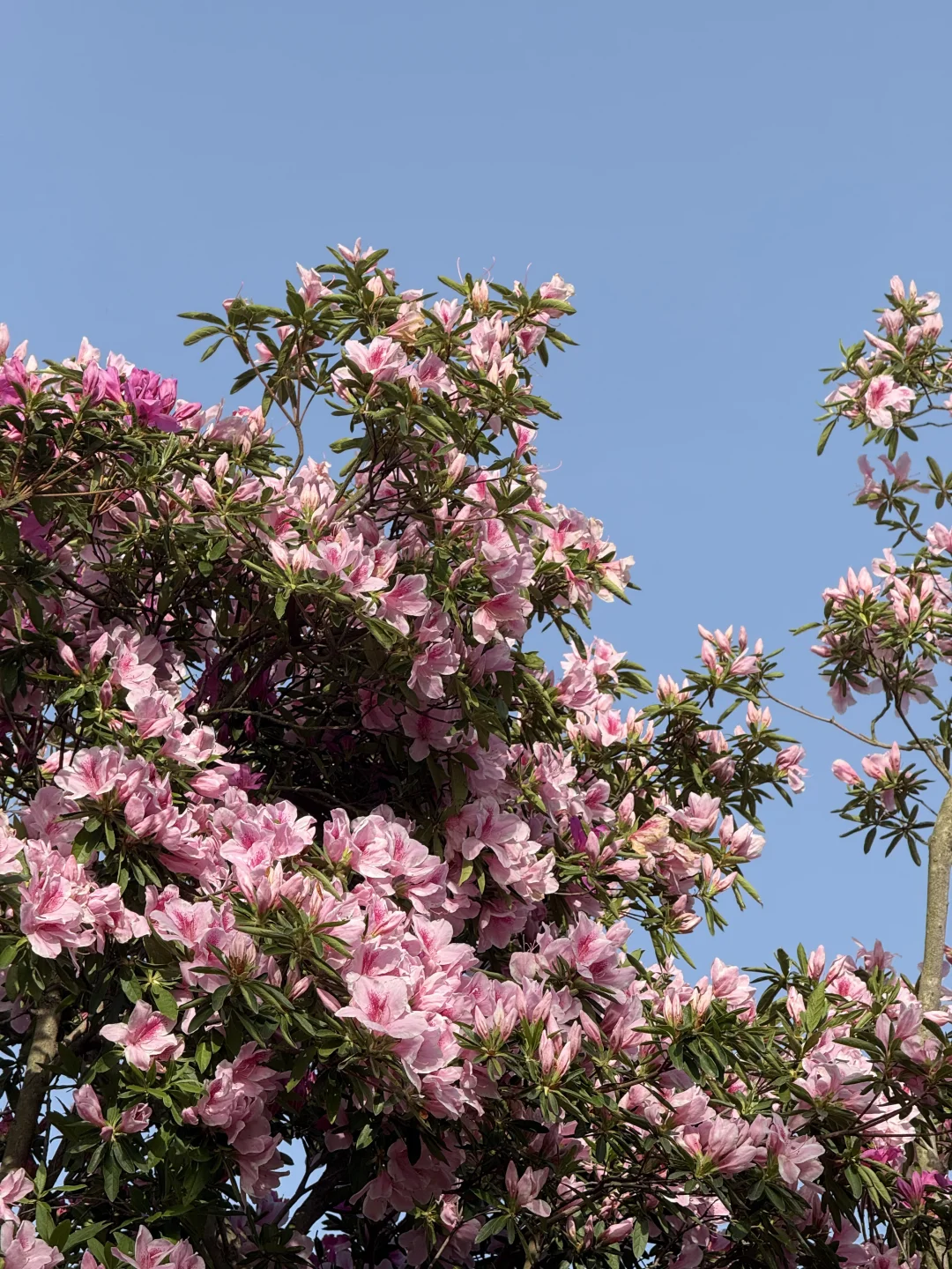 婺源一日游攻略🔥篁岭+婺女洲双景点全记录