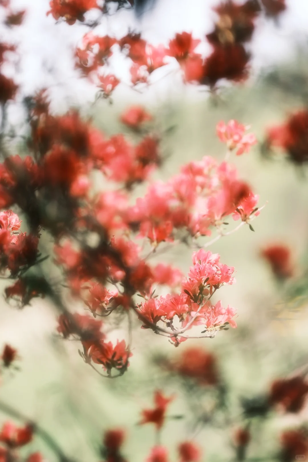 木兰山巅的粉墨江湖｜云雾山杜鹃花