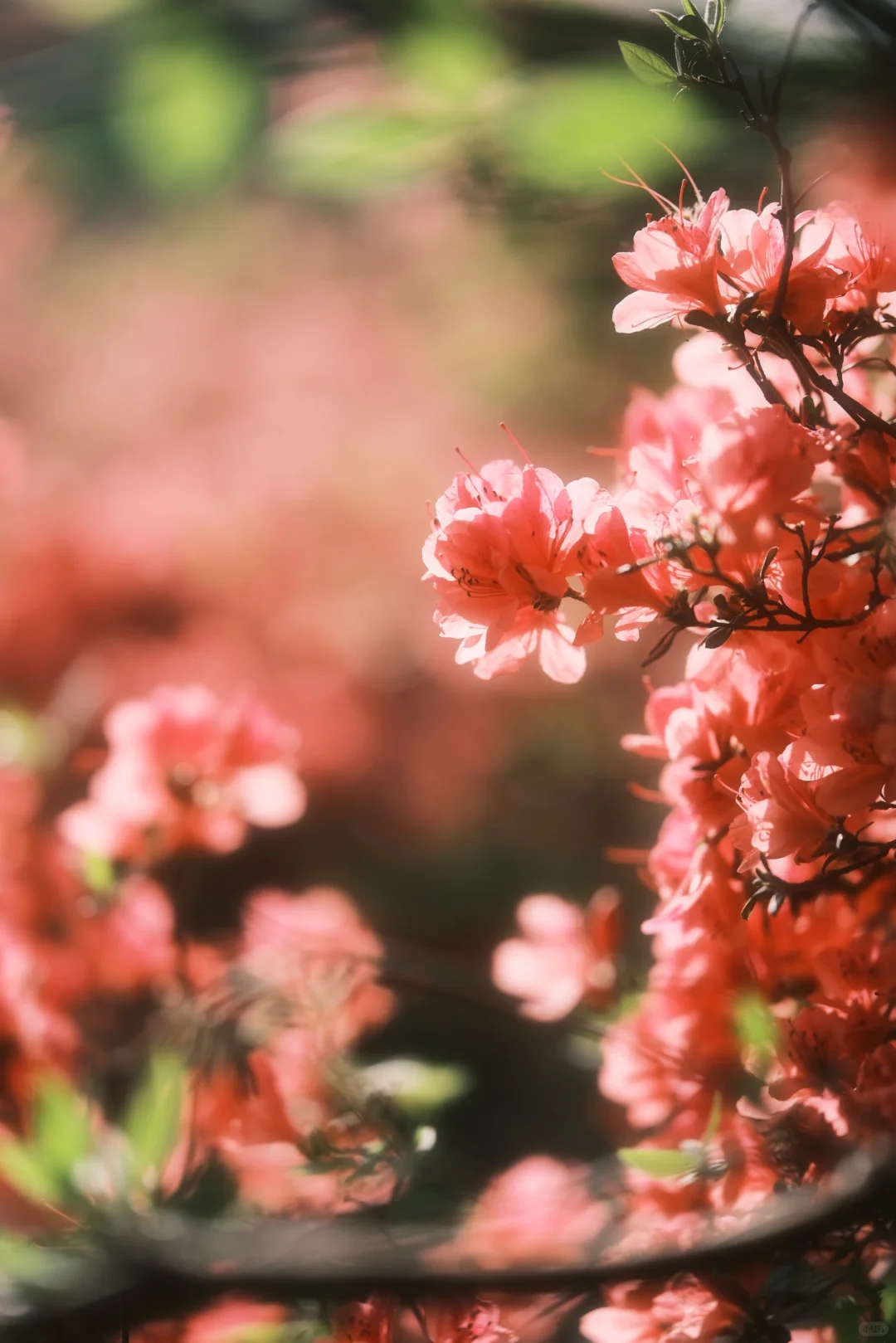 木兰山巅的粉墨江湖｜云雾山杜鹃花