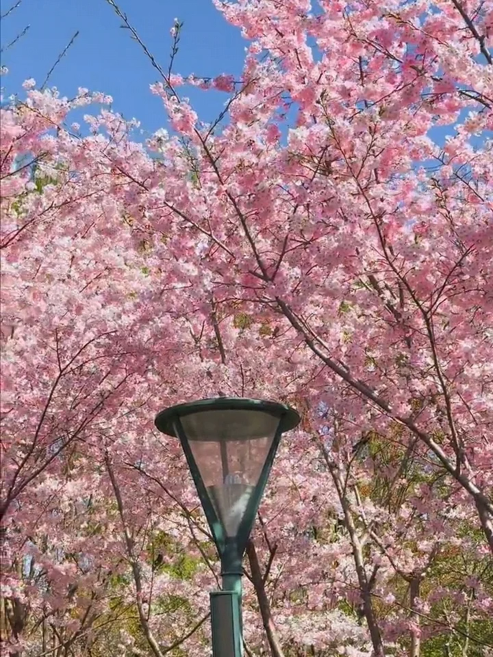 北京樱花🌸赏花攻略！错过等一年❗