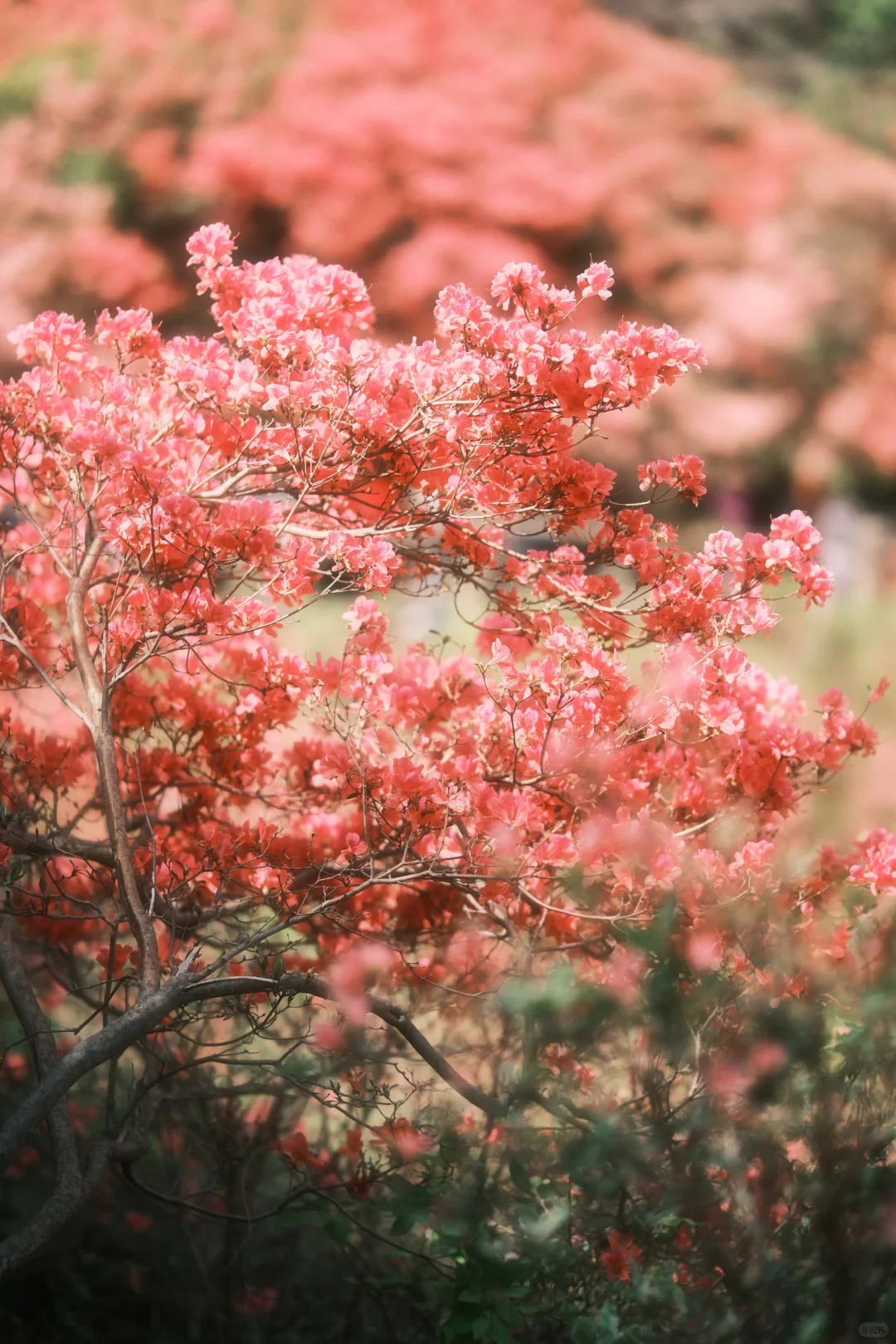木兰山巅的粉墨江湖｜云雾山杜鹃花