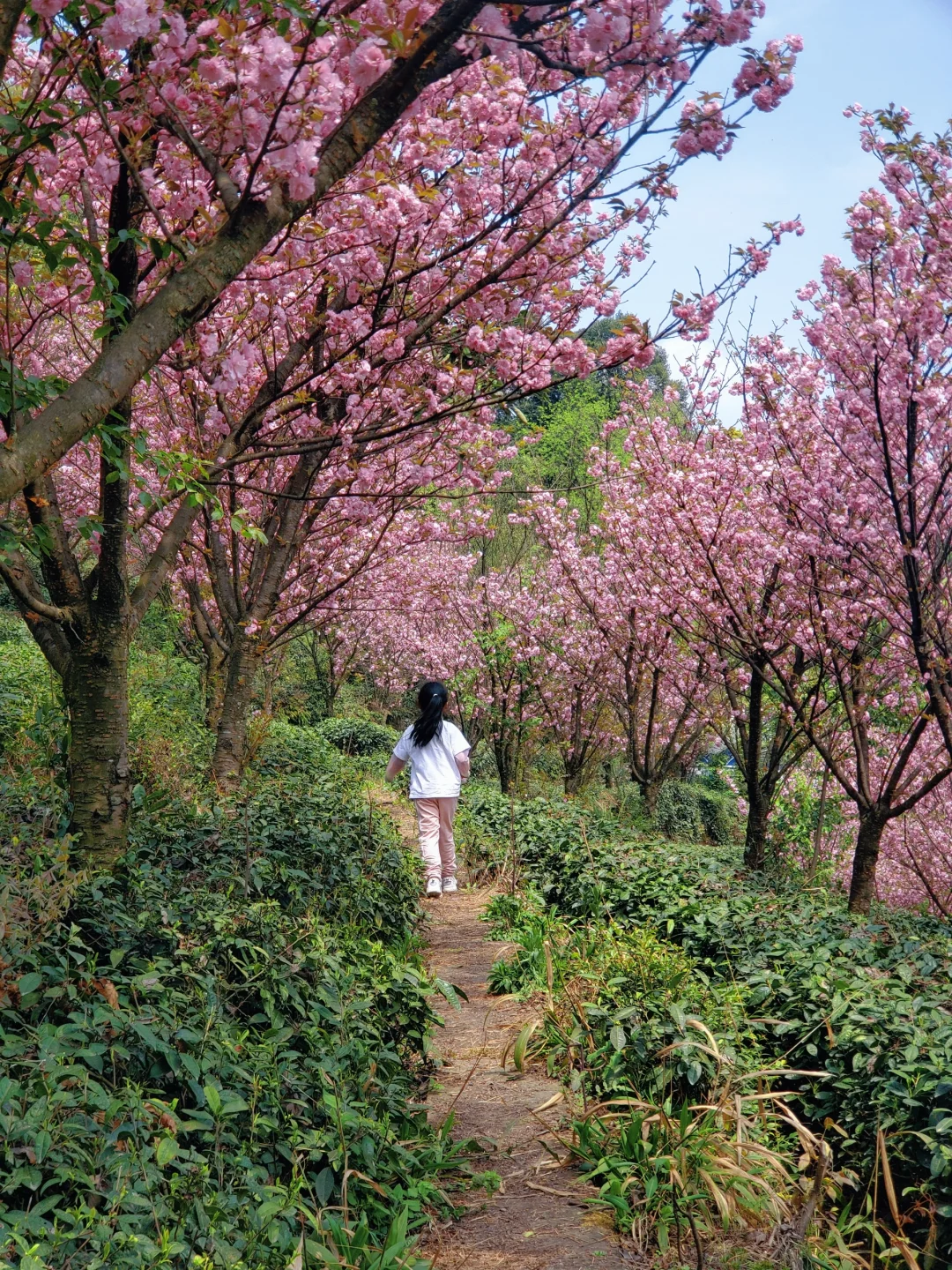 刚回来❗蒙顶山采茶徒步，亲子奖牌拿下‼️