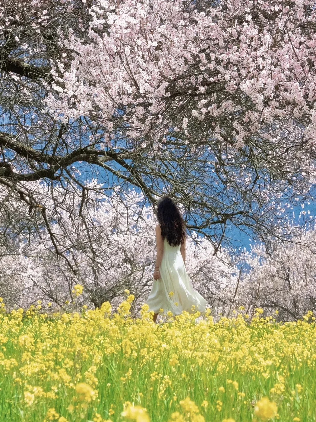 林芝的十里桃花🌸和日照金山，真的太震撼啦！