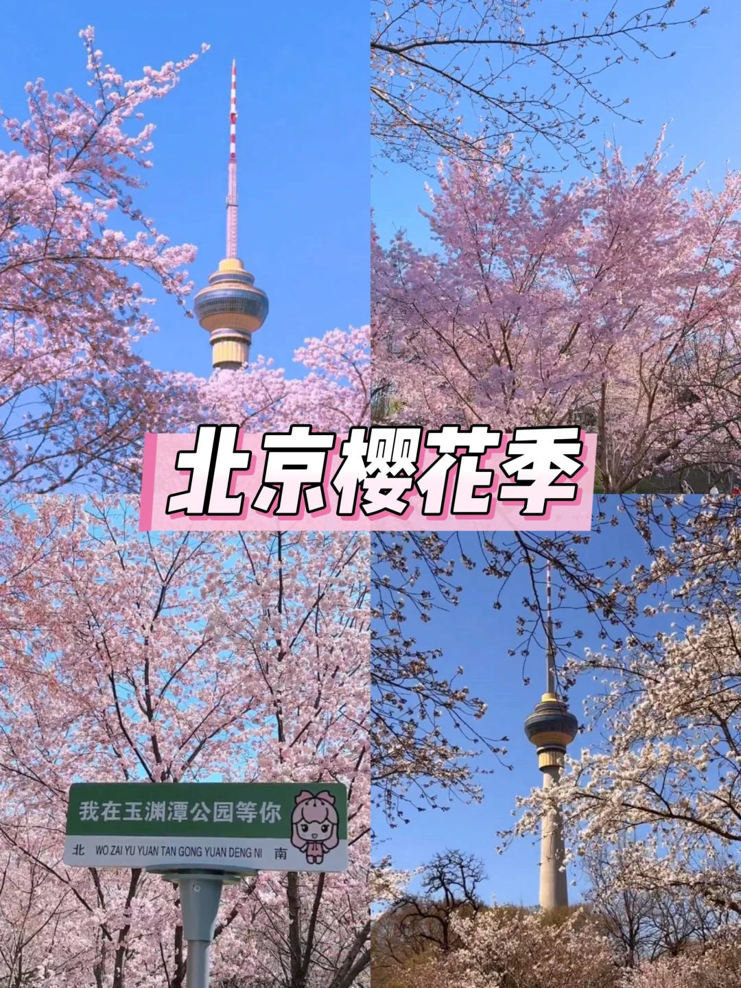 北京樱花🌸赏花攻略！错过等一年❗