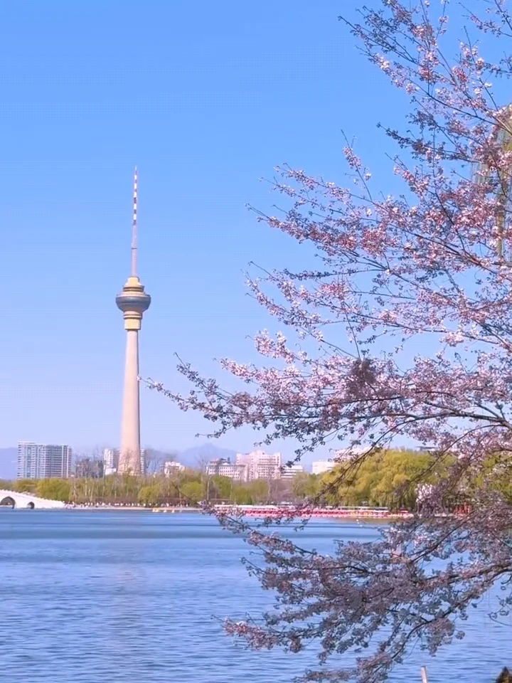 北京樱花🌸赏花攻略！错过等一年❗