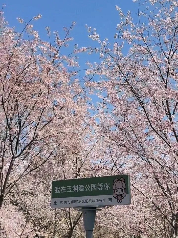 北京樱花🌸赏花攻略！错过等一年❗