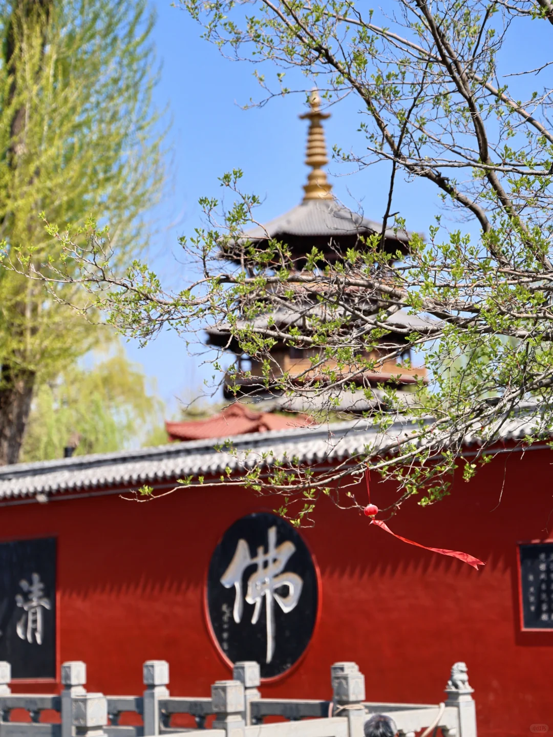 天津出发🚅1.5h直达诗词里的春天