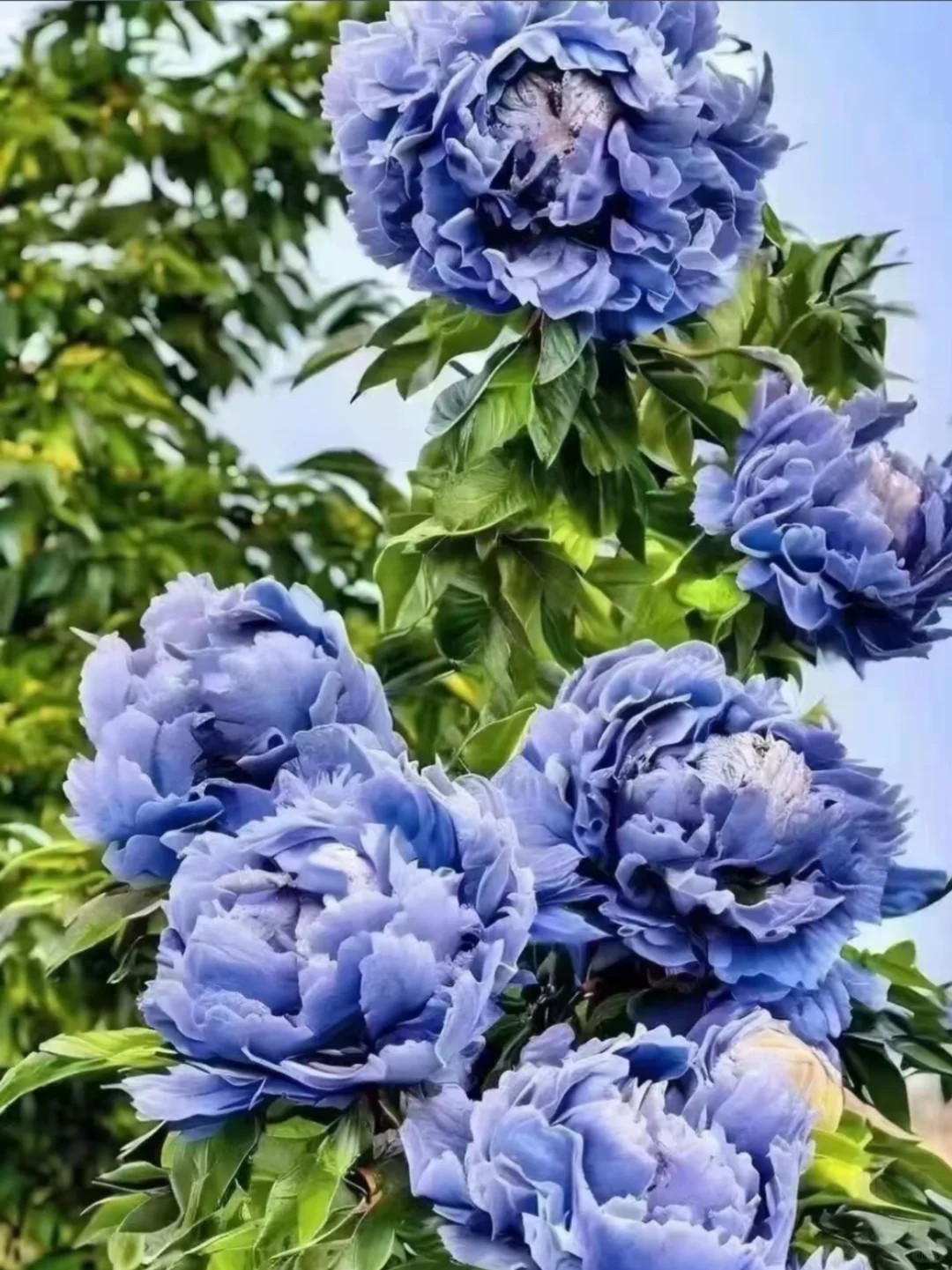 带爸妈去洛阳，2025赏花全攻略 路线+美食