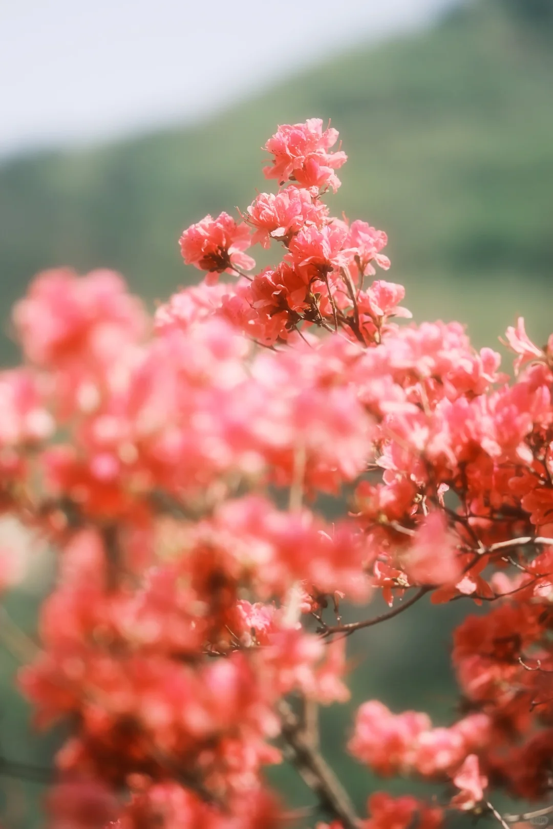 木兰山巅的粉墨江湖｜云雾山杜鹃花
