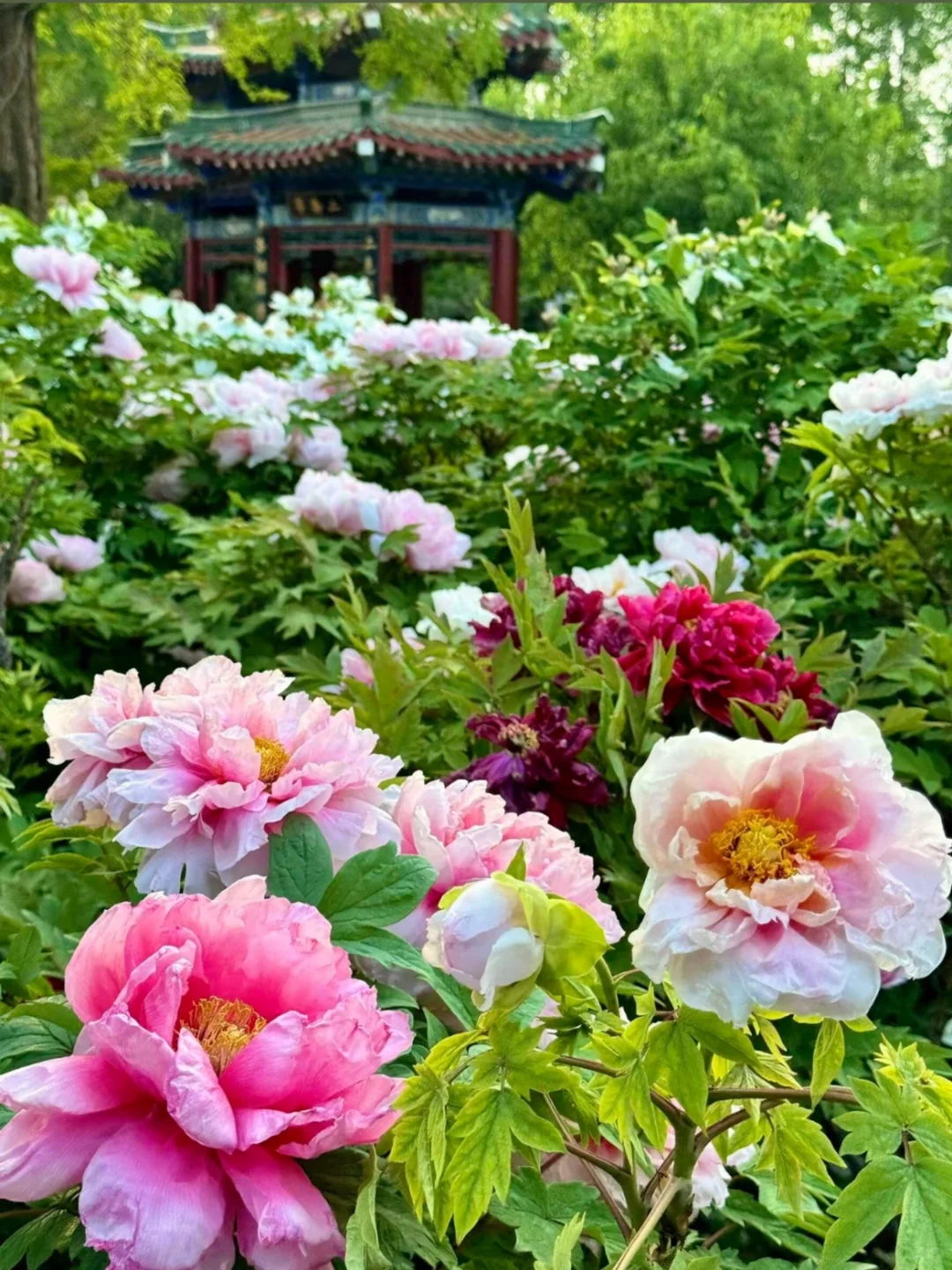 带爸妈去洛阳，2025赏花全攻略 路线+美食