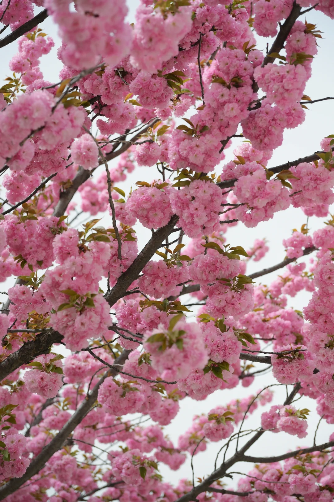 在陇南｜赏樱🌸品酿～