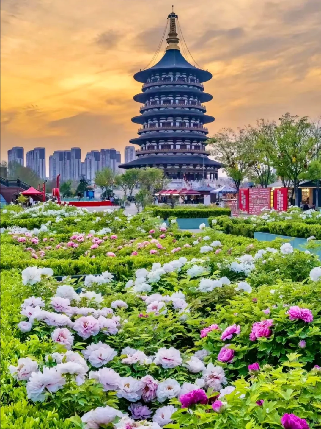 带爸妈去洛阳，2025赏花全攻略 路线+美食