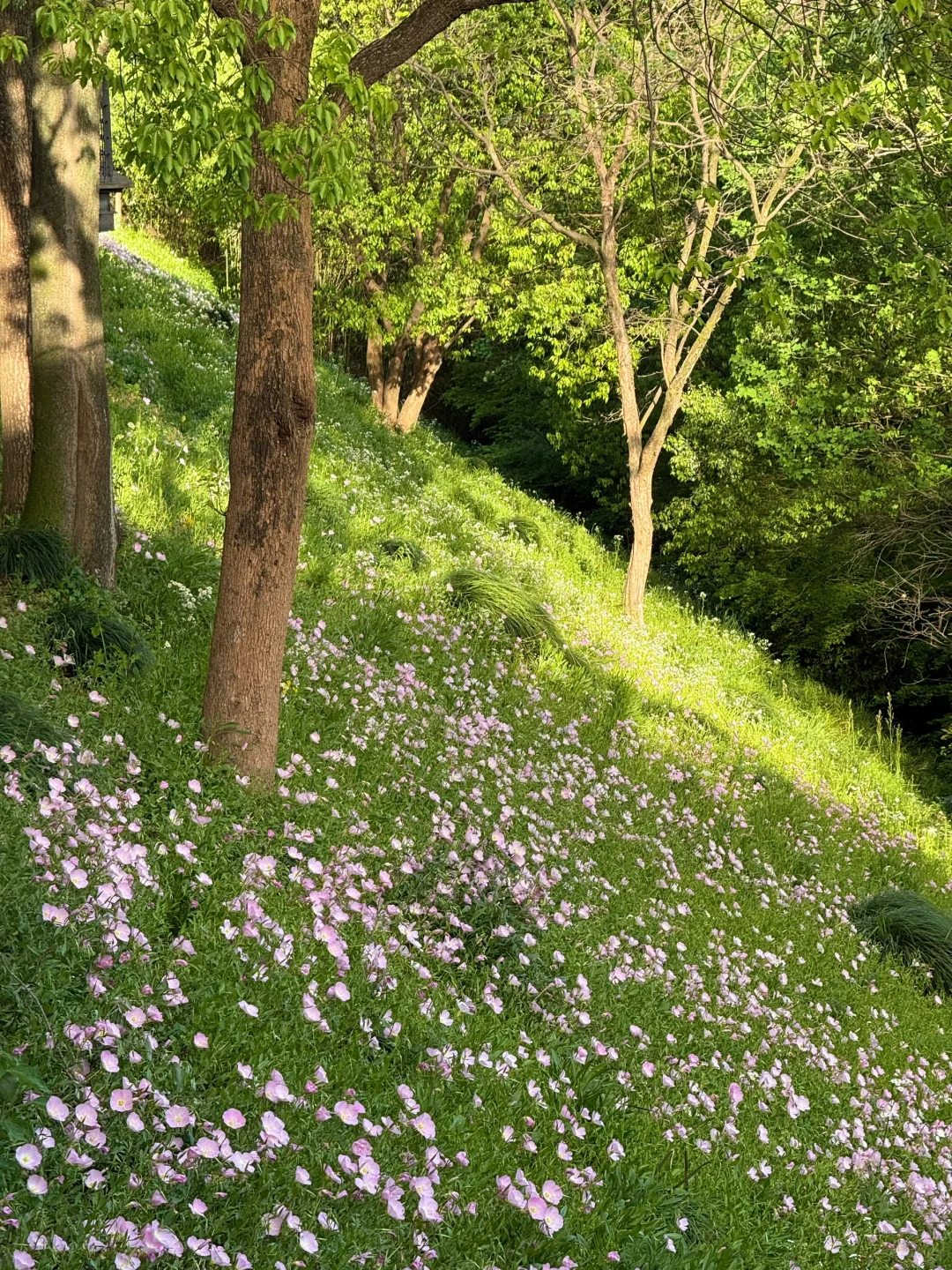 公园吸氧计划 | 西湖边存在感最低的公园⛰️