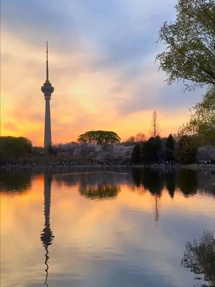 北京樱花🌸赏花攻略！错过等一年❗