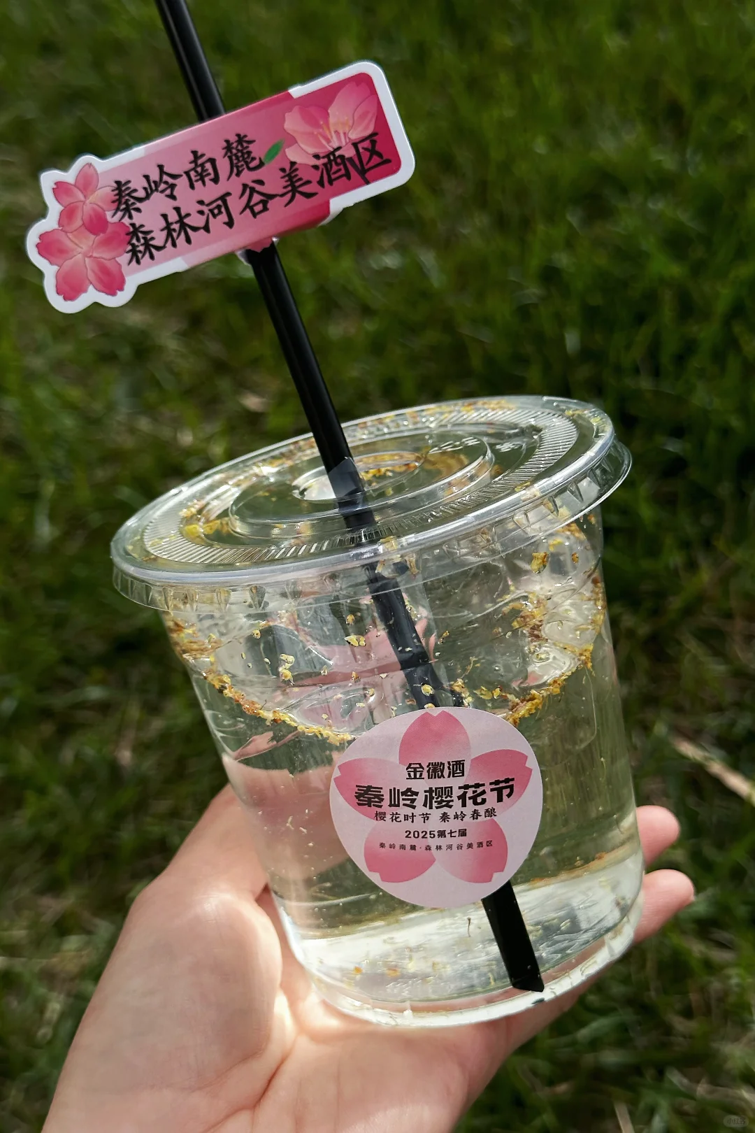 在陇南｜赏樱🌸品酿～