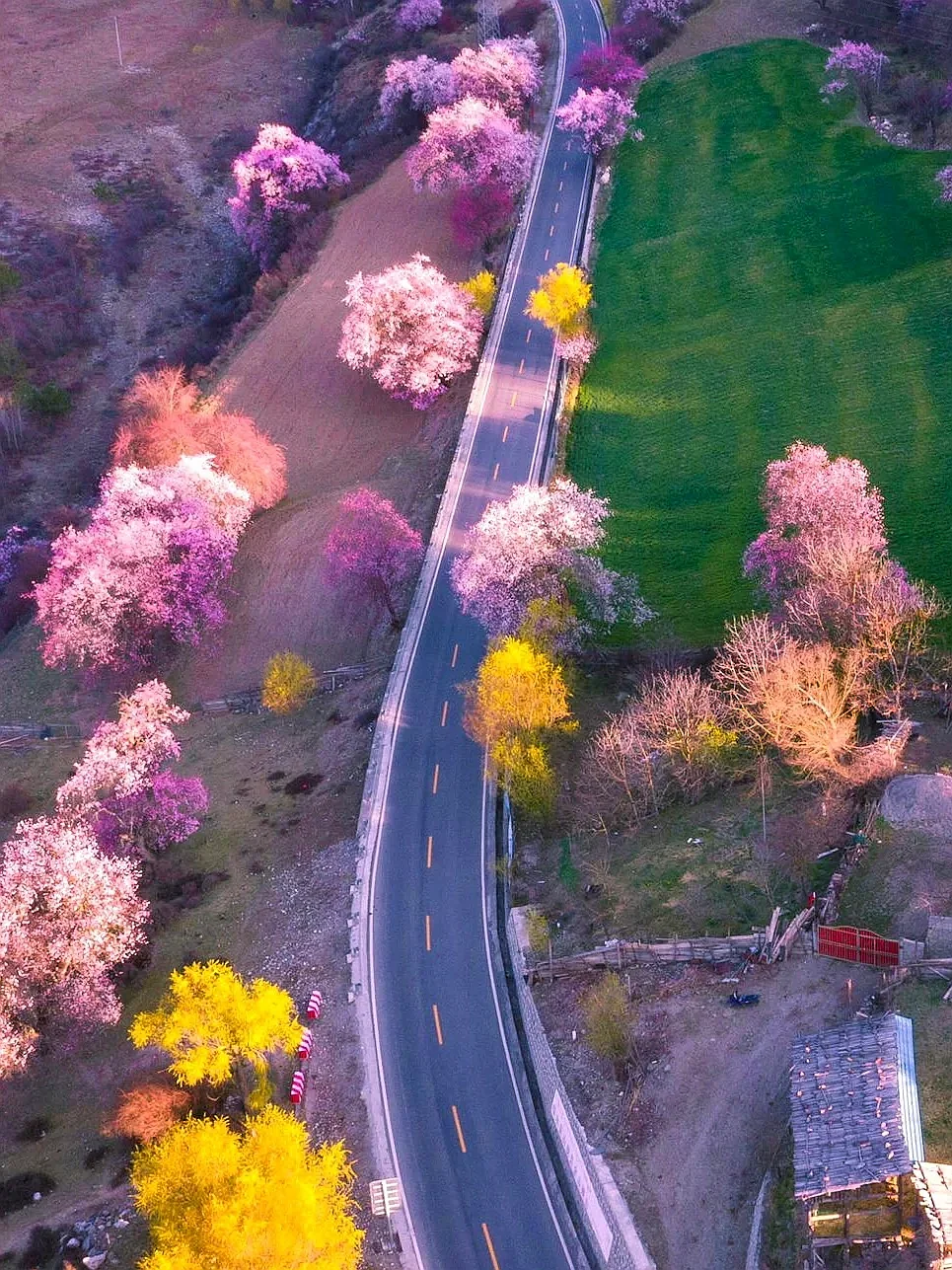 林芝的十里桃花🌸和日照金山，真的太震撼啦！
