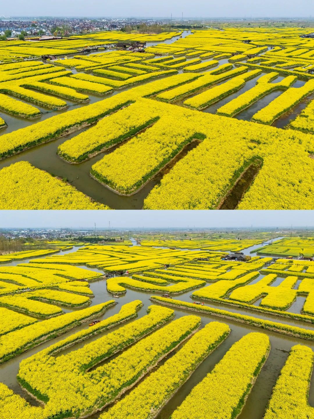 被《国家地理》评为最美的水上花海🌼有多绝👍
