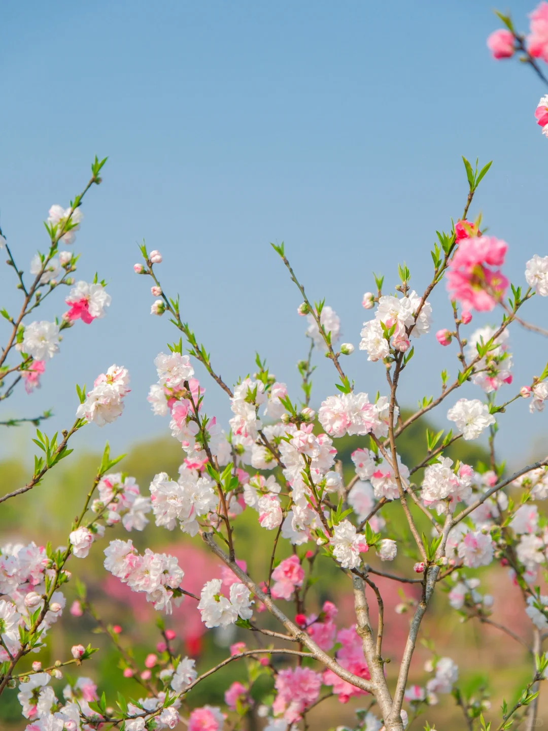 推荐一个绝对冷门但超级震撼的江南园林...