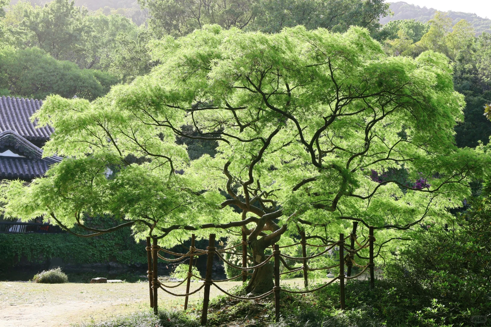 下午三点后｜无锡的这个公园会发光