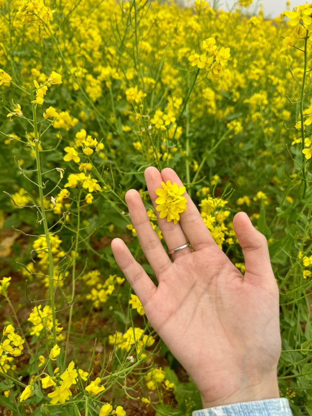 懒人石家庄清明三日游｜邢台沙河