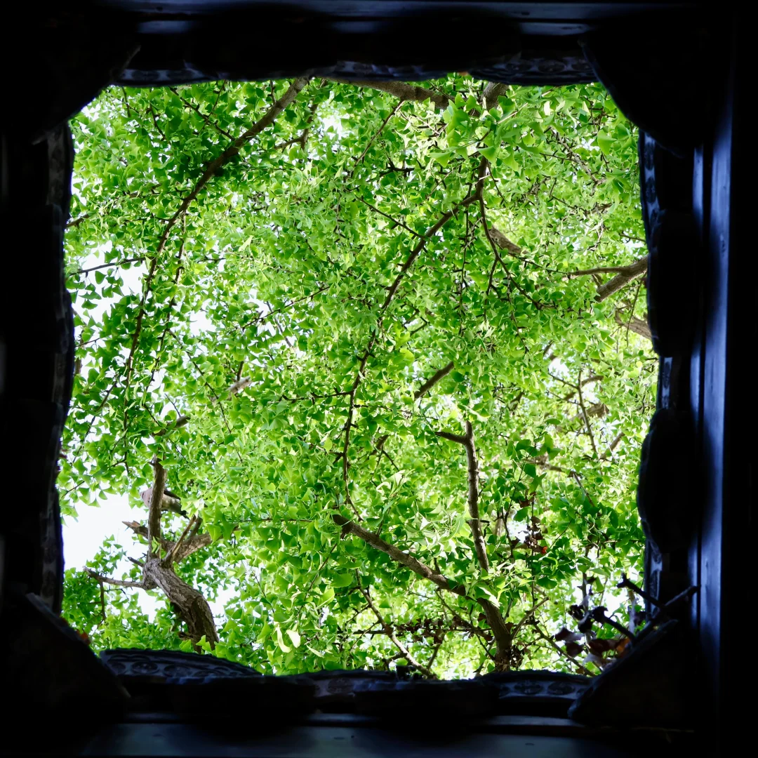 下午三点后｜无锡的这个公园会发光