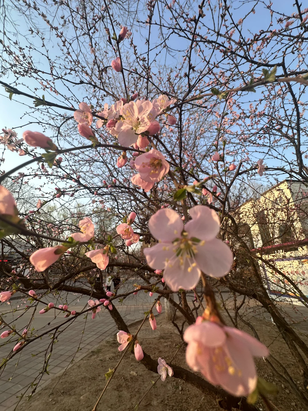 🎓河北旅游职业学院旅行社经营与管理专业