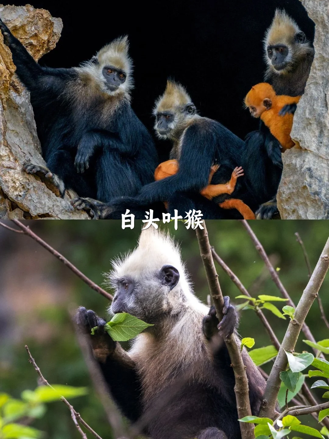 五一带娃去崇左+涠洲岛，真的赢麻了~