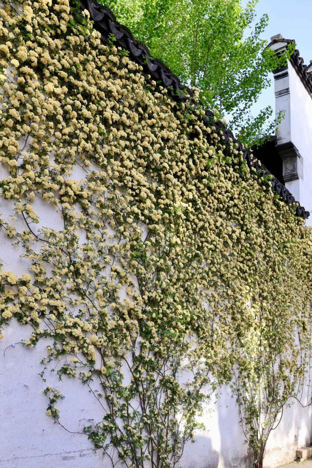 下午三点后｜无锡的这个公园会发光