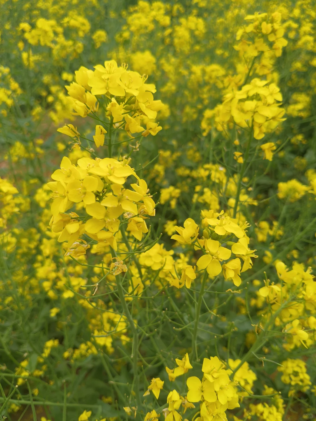 懒人石家庄清明三日游｜邢台沙河