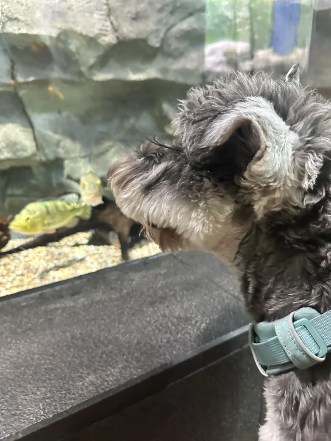 打卡宠物友好景区之溧阳天目湖山水园