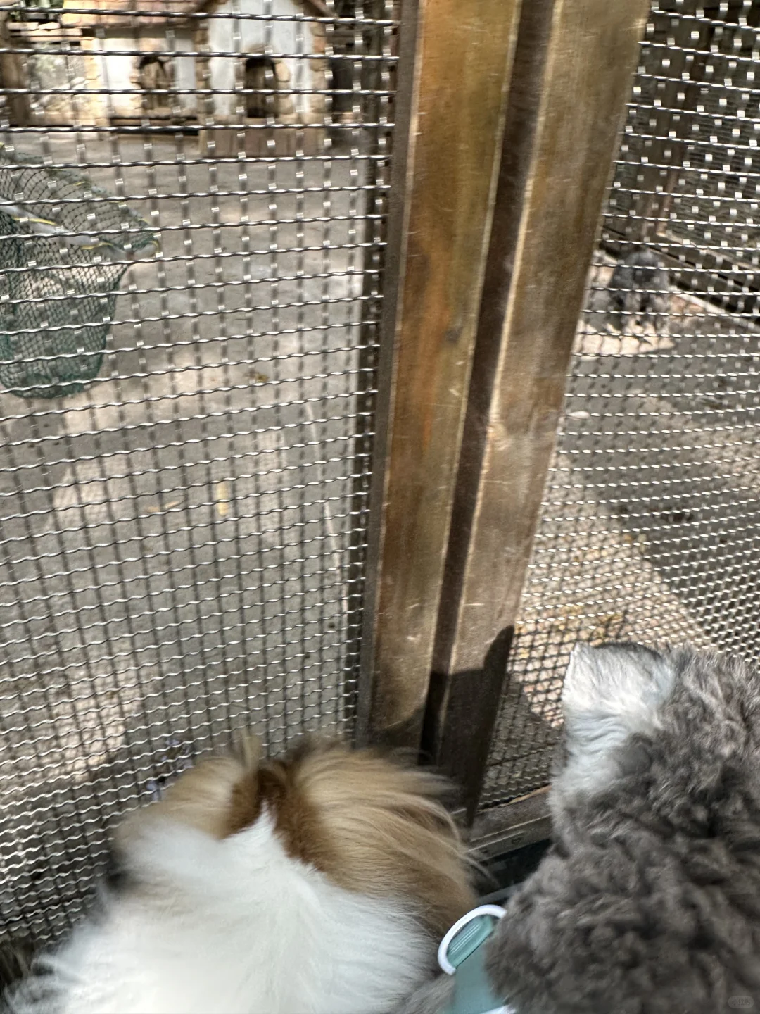 打卡宠物友好景区之溧阳天目湖山水园