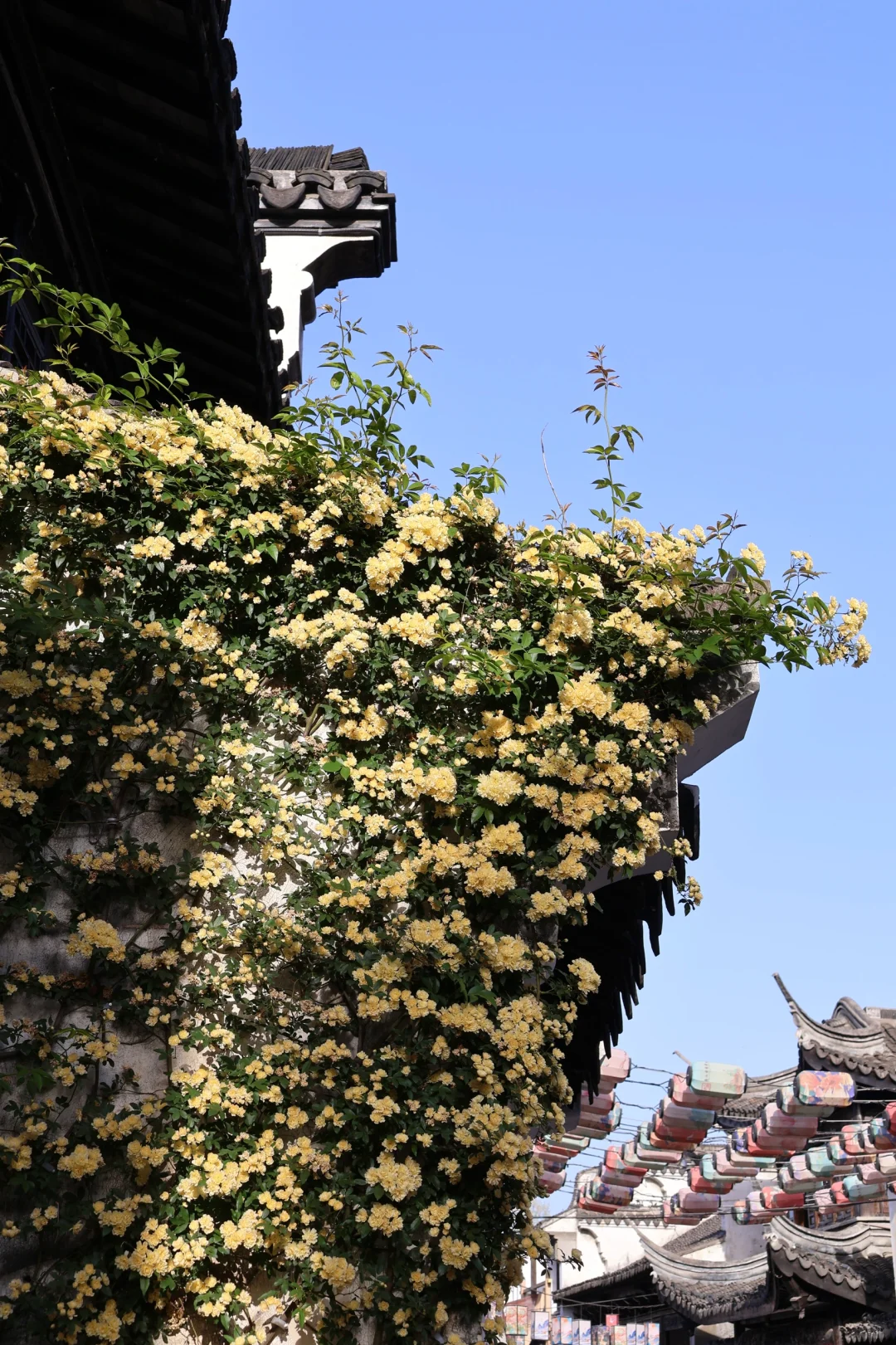 下午三点后|无锡的这个公园会发光