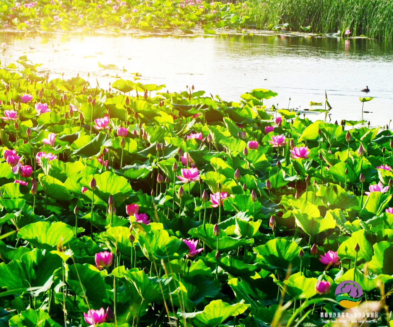 腾格里金沙岛#醉美沙漠花园