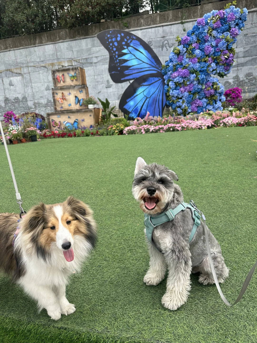 打卡宠物友好景区之溧阳天目湖山水园