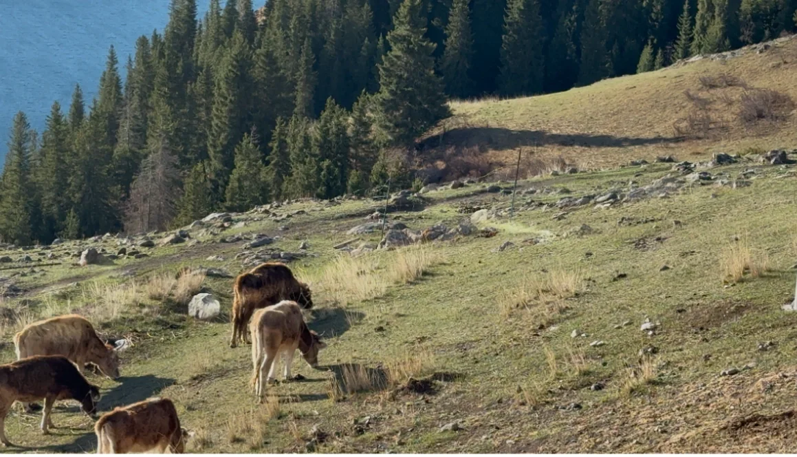 新疆旅游小众景区分享 ！