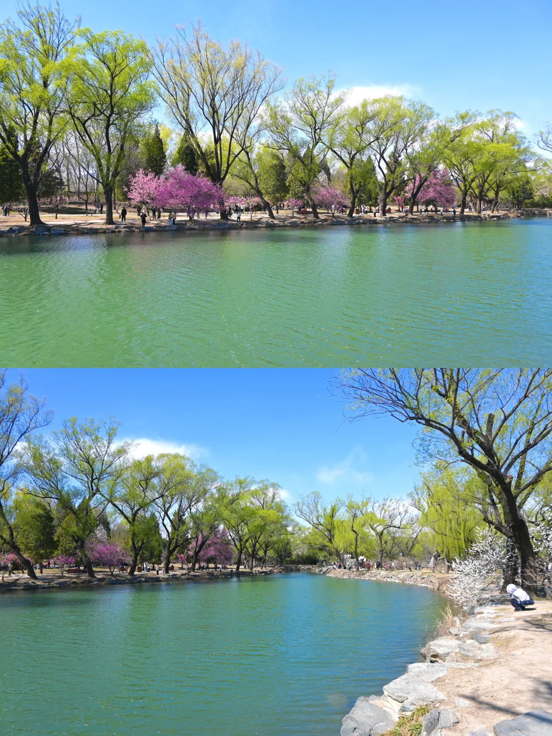 3.29颐和园豳风桥美到next level最佳观赏季