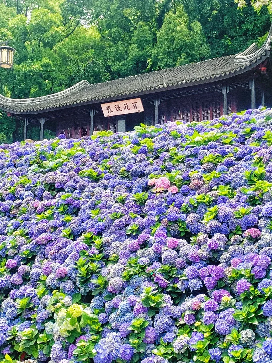 苏州！就这么默默开启了震撼的绣球季…