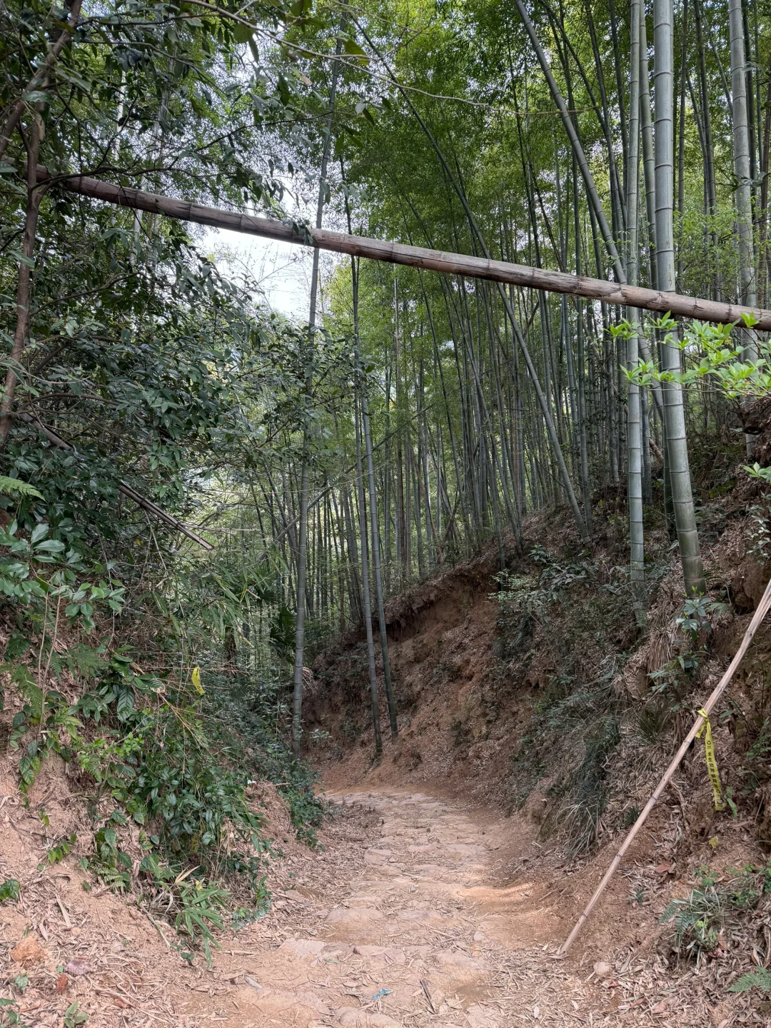江浙沪三天两晚必玩，湖州莫干山