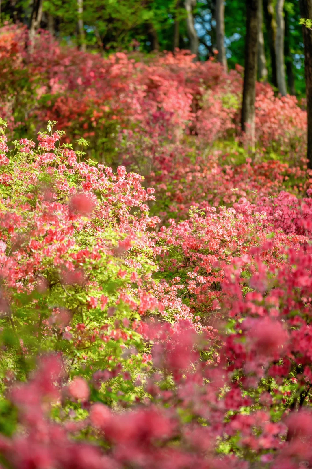 迄今为止，我最喜欢的春日小镇出现了