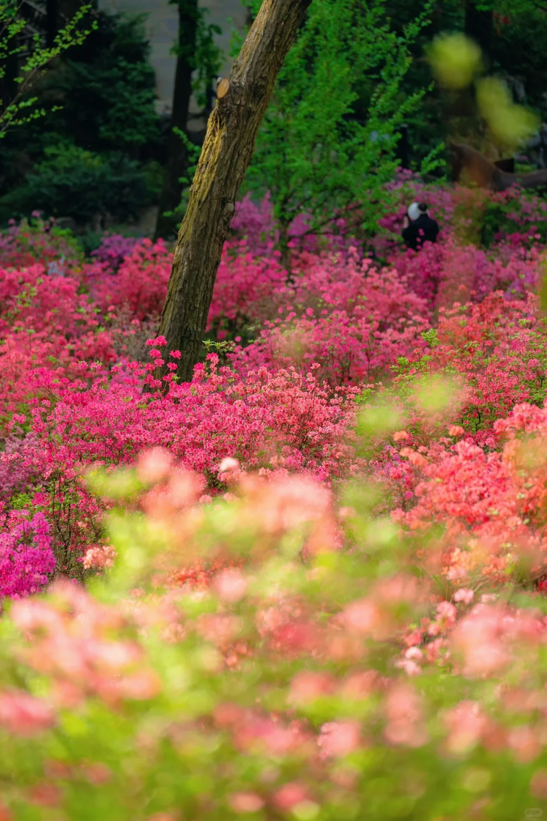 迄今为止，我最喜欢的春日小镇出现了