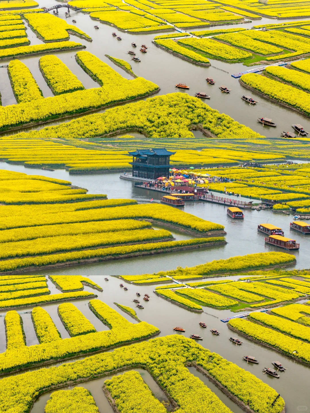 国家地理诚不欺我！水上花田超震撼，美哭了