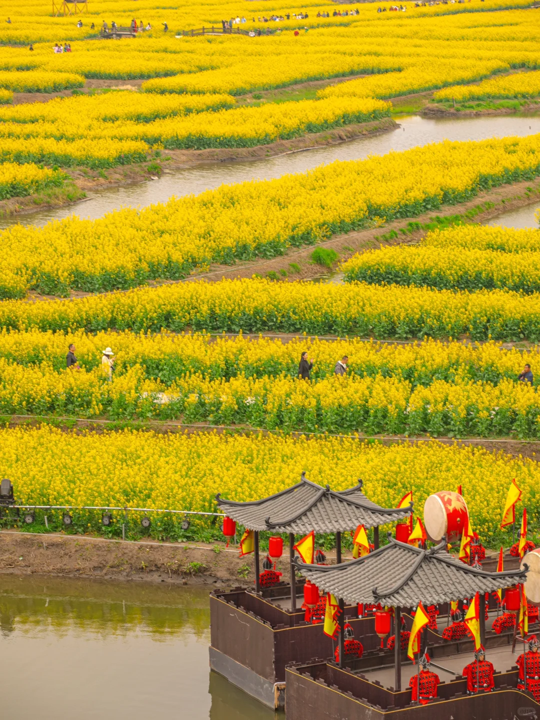 国家地理诚不欺我！水上花田超震撼，美哭了